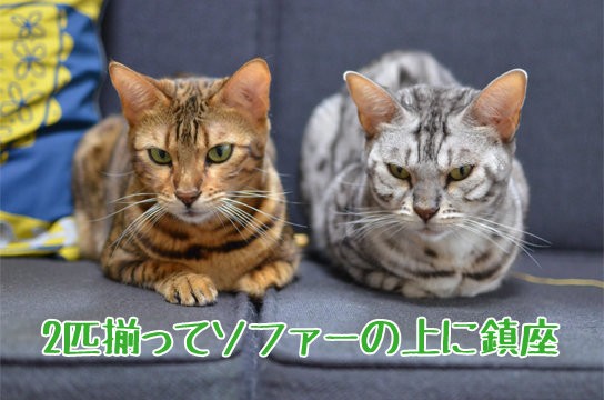 可愛いクッションの周りに集まる猫 捏造 ベンガル猫ブログ ねこちん 猫とオッサンの賃貸生活