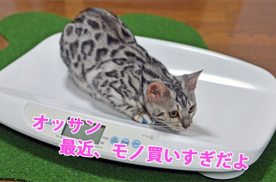 買いすぎ注意！？（体重計・おもちゃ） : ベンガル猫ブログ ねこちん 