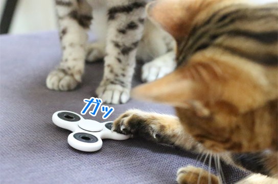 猫にハンドスピナーを回してもらいたいんです : ベンガル猫ブログ ねこ 