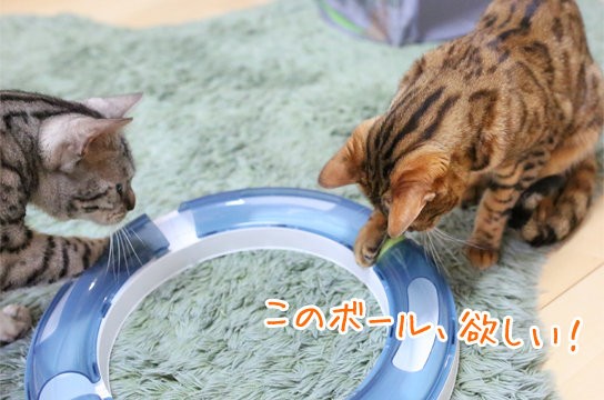 プレイサーキットっ ベンガル猫ブログ ねこちん 猫とオッサンの賃貸生活