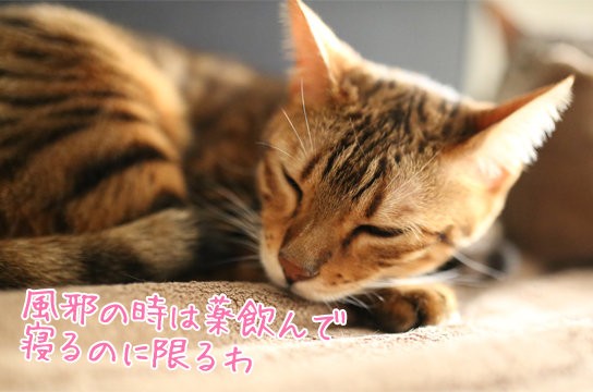 市販の風邪薬で最強はなに？ : ベンガル猫ブログ ねこちん！猫と - 猫 風邪
治療 費