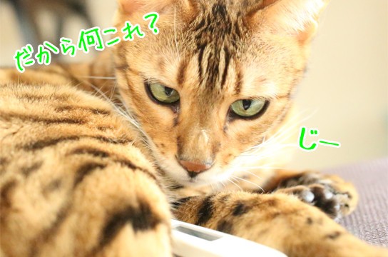 猫と体温計で仮病を作る方法を試してみました ベンガル猫ブログ ねこちん 猫とオッサンの賃貸生活