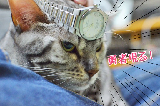 猫の額に腕時計を装着すると勇者っぽくなる