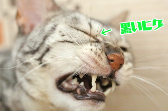 ベンガル猫のひげ