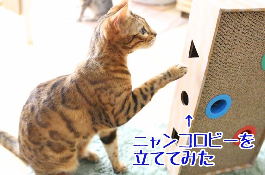 ネコが二本足で立つ苦労 : ベンガル猫ブログ ねこちん！猫とオッサンの 