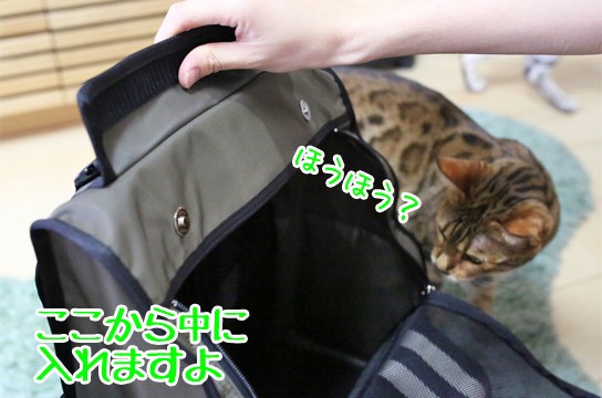 猫の避難用キャリーバッグを買いました ベンガル猫ブログ ねこちん 猫とオッサンの賃貸生活