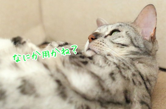 黒いヒゲ : ベンガル猫ブログ ねこちん！猫とオッサンの賃貸生活