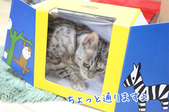 ダンボールが届いたらとりあえず猫に遊ばせてから捨てる派 ベンガル猫ブログ ねこちん 猫とオッサンの賃貸生活