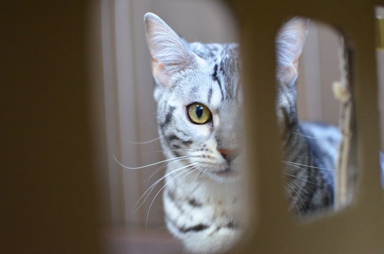 猫の目は何色 色見本で検証したみた ベンガル猫ブログ ねこちん 猫とオッサンの賃貸生活