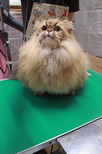 猫種別特徴ーペルシャ編 猫ちゃんだって綺麗になりたい21
