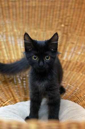 黒猫長毛アッシュくん新しいおうちが決まりました 猫カフェ ねこまんまblog