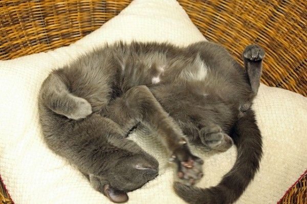 シャンプー : 猫カフェ ねこまんまBlog