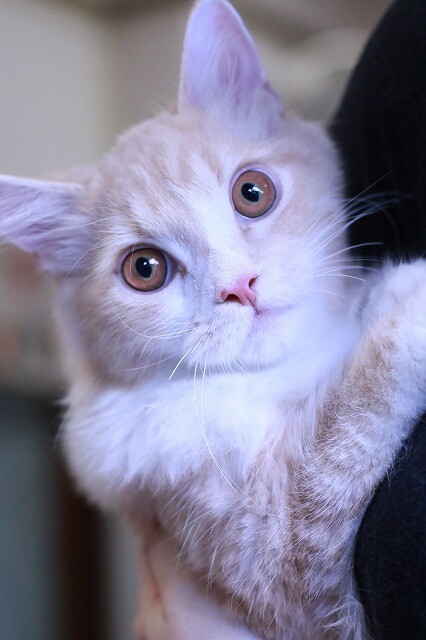 雷蔵と清志郎 猫カフェ ねこまんまblog