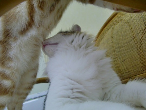 ここここ怖い話 猫カフェ ねこまんまblog