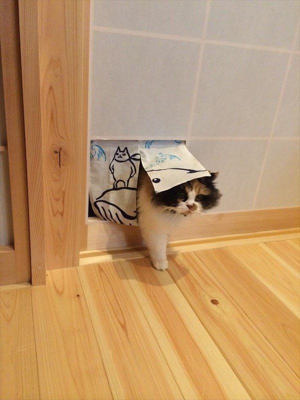 ネコ ネコが障子を破るので暖簾をつけてみた結果 お邪魔しまーす 15 04 12 ねこまとめ