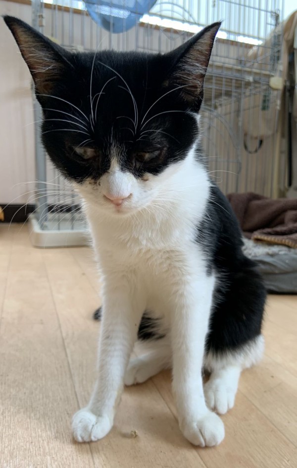 新薬:GS-441524について : 猫式ブログ~里親募集型猫カフェ