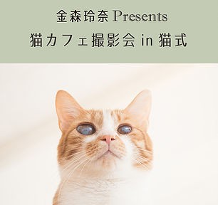 参加者募集中 金森玲奈先生プレゼンツ猫カフェ撮影会 猫式ブログ 里親募集型猫カフェ