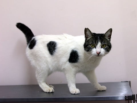 猫紹介 バウ 猫式ブログ 里親募集型猫カフェ