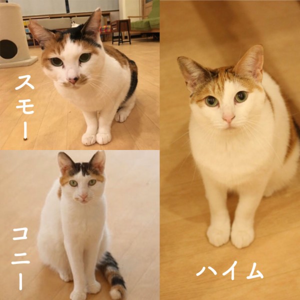 猫紹介☆ミーナ : 猫式ブログ～里親募集型猫カフェ