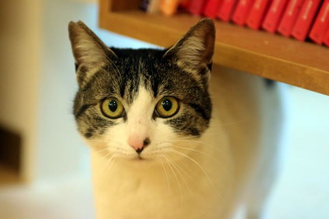 猫紹介 バウ 猫式ブログ 里親募集型猫カフェ