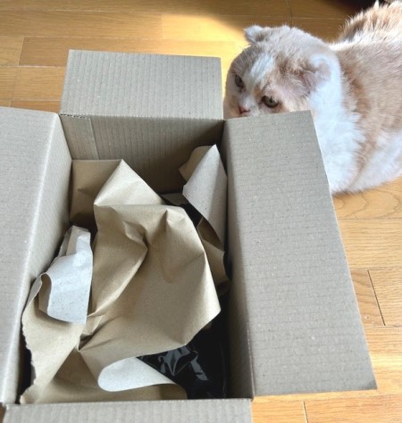ねこ☆　BIGすのチル すのチルが届きました～♪ : 猫だらけ Powered by ライブドアブログ