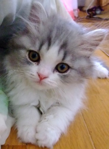 多頭飼いなのに1部屋を独占している猫 : 猫だらけ Powered by