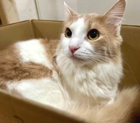 日曜の激混みのロピアで買った物～♪ : 猫だらけ Powered by