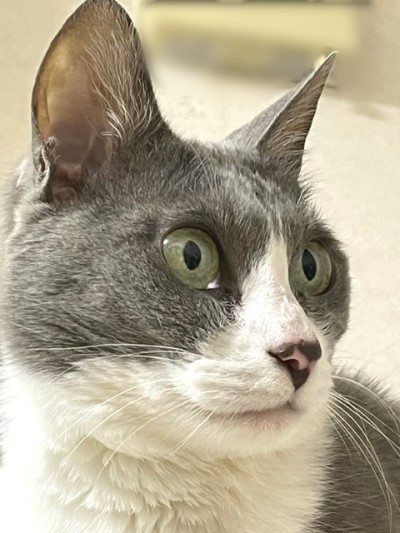 夢中でテレビを見た後、急変する猫の表情 : 猫だらけ Powered by