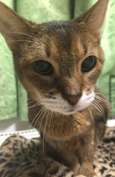 １７歳の高齢猫が食べているフード 猫だらけ Powered By ライブドア