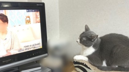 ネネちゃんが欠かさずに見るテレビ番組 猫だらけ Powered By ライブドアブログ