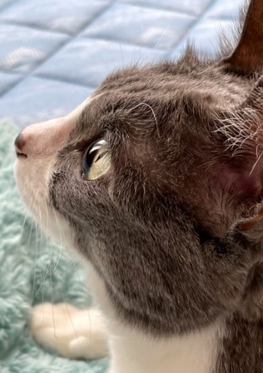 ネネちゃんが熱心に見ていたものは 猫だらけ Powered By ライブドアブログ