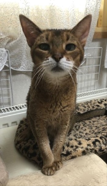 小顔で童顔なんてうらやましい 猫だらけ Powered By ライブドアブログ