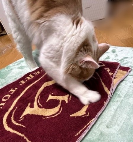 郷ひろみさんのコンサートグッズ（2024年） : 猫だらけ Powered