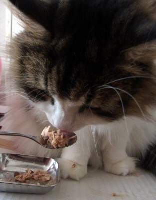 飼い主が見ていないとトイレに行けない猫 猫だらけ Powered By ライブドアブログ 飼い主が見ていないとトイレに行けない猫 猫だらけ Powered By ライブドアブログ