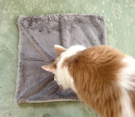 郷ひろみさんのファンの方から長い贈り物～♪ : 猫だらけ Powered by