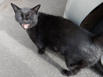 猫はオスもメスもみんなかわいい 猫だらけ Powered By ライブドアブログ