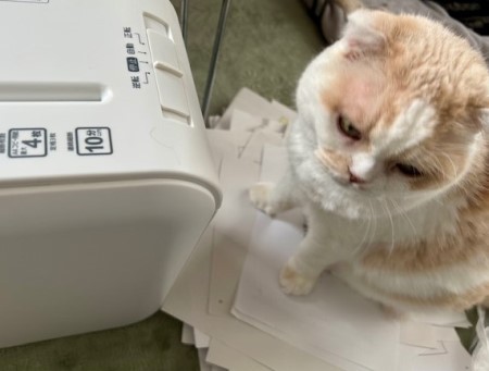 シュレッダー作業にそっと参加してきた猫 : 猫だらけ Powered by