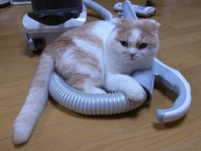 ダイソーのペットの毛取りスポンジ : 猫だらけ Powered by ライブドア 