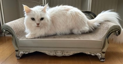 ゴージャスな爪とぎの順番待ちをする猫たち : 猫だらけ Powered by ライブドアブログ