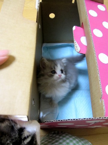 多頭飼いなのに1部屋を独占している猫 : 猫だらけ Powered by