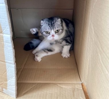 猫と一緒に断捨離について考える : 猫だらけ Powered by ライブドアブログ