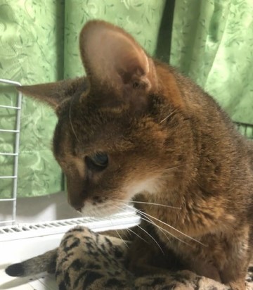 １７歳の高齢猫が食べているフード : 猫だらけ Powered by ライブドア 