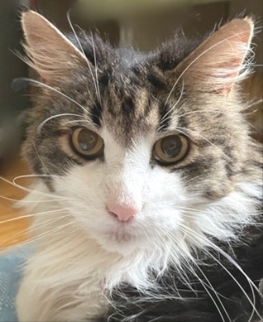 猫は飼い主のいつもと違う様子を見逃さない : 猫だらけ Powered by 