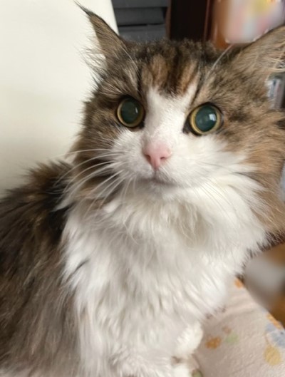 療養中のチェルシーの近況とそばで待機するネネちゃん 猫だらけ Powered By ライブドアブログ