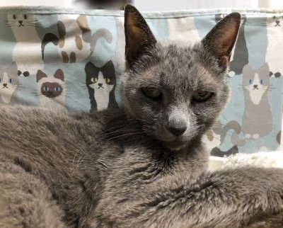 多頭飼いでみんなが仲良く暮らすには 猫だらけ Powered By ライブドアブログ