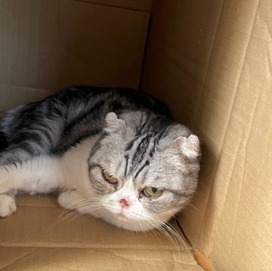 猫と一緒に断捨離について考える : 猫だらけ Powered by ライブドアブログ