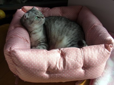 手作り猫ベッドについて、お答えします～♪ : 猫だらけ Powered