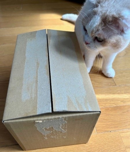 ねこ☆　BIGすのチル すのチルが届きました～♪ : 猫だらけ Powered by ライブドアブログ