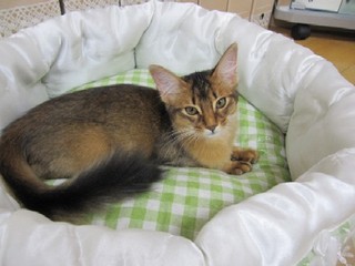 虹の橋で15歳を迎えたやんちゃな猫 : 猫だらけ Powered by ライブドアブログ