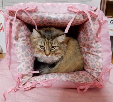 ８６４円で作る冬用キャットハウス 猫だらけ Powered By ライブドアブログ